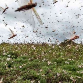 bees