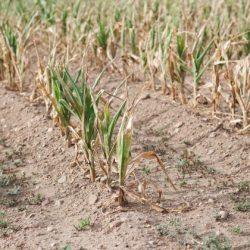 crops dry up too quickly